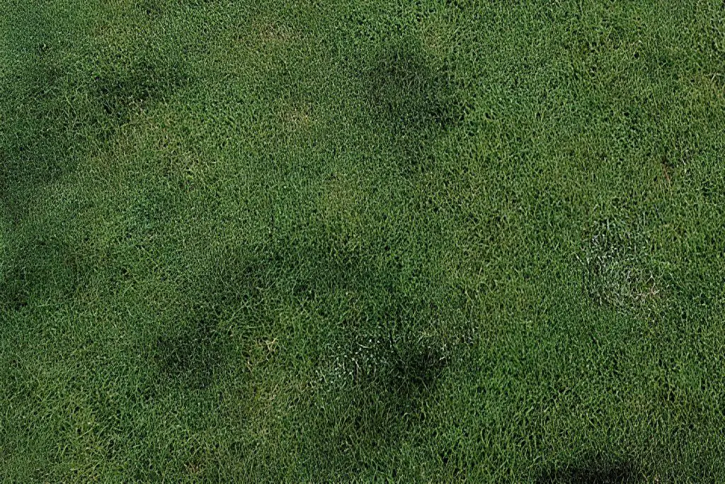 Black Mold on Artificial Grass