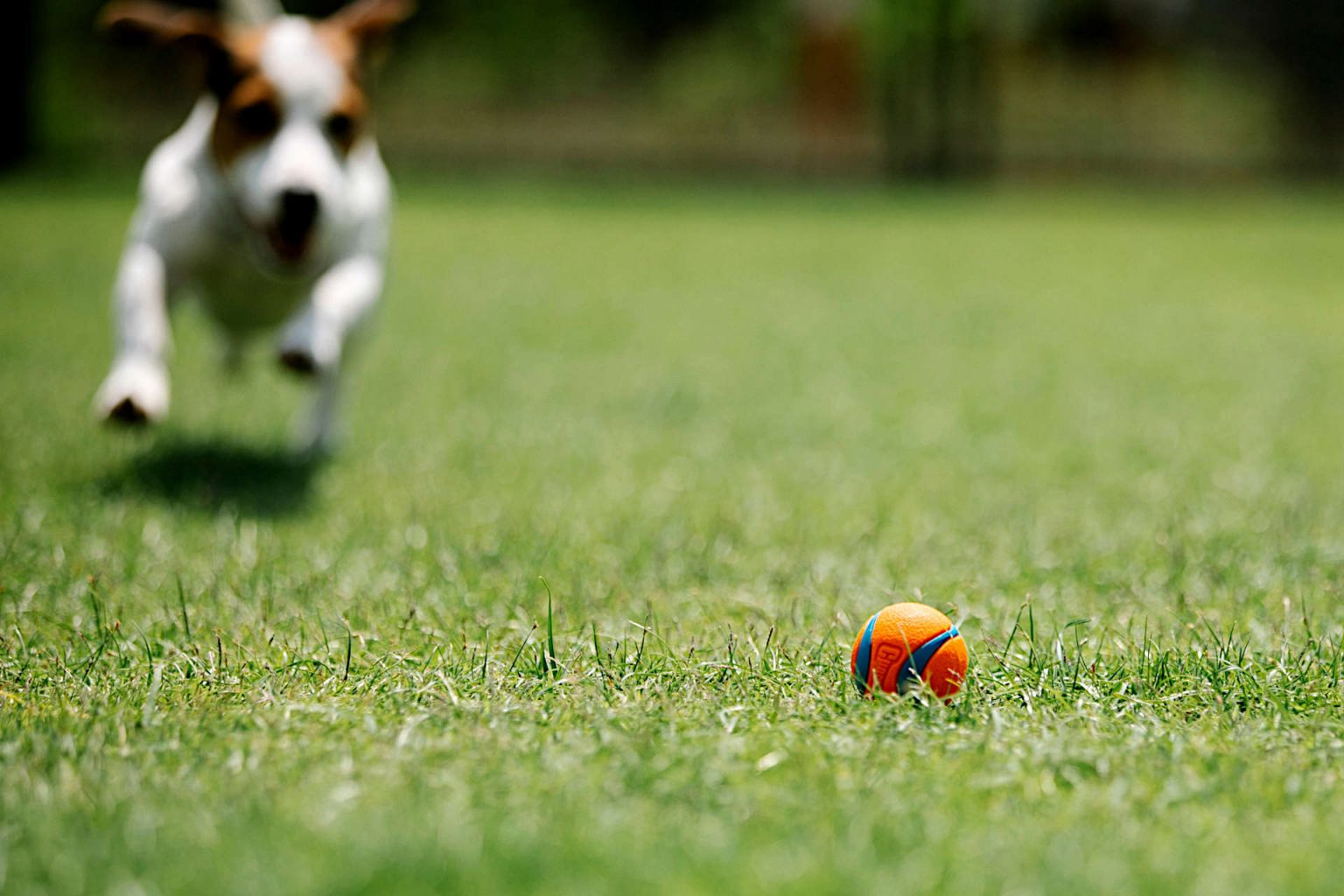 Artificial Turf for Dogs Pros and Cons Is Artificial Turf the Best Option for Your Dog