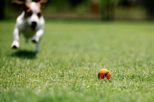 Artificial Turf for Dogs Pros and Cons