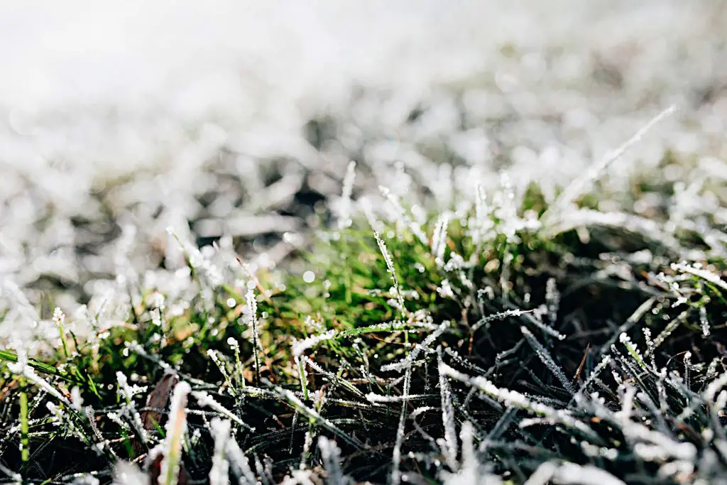 What Temperature Is Too Cold to Fertilize a Lawn