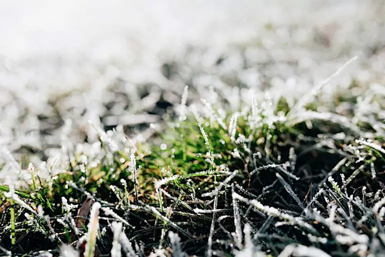 When is it Too Cold to Fertilize a Lawn? – What Temperature is Too Low?