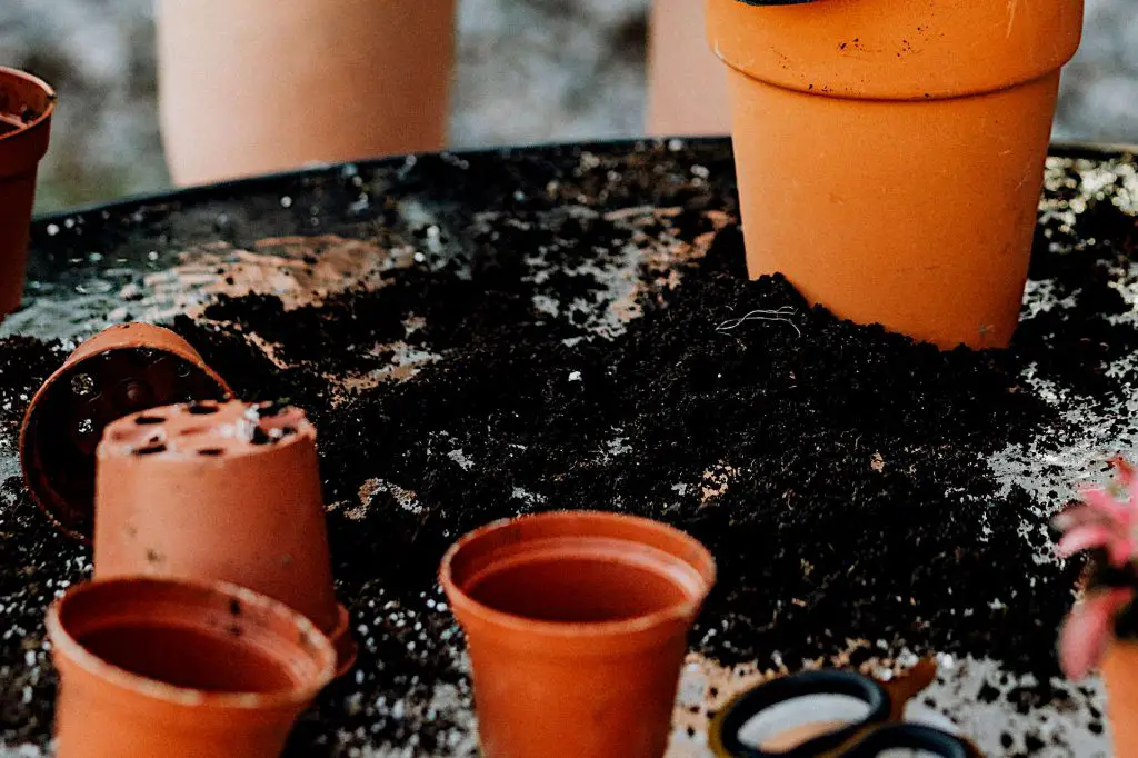 Using as a Way to Transfer Plants that Will Be Repotted