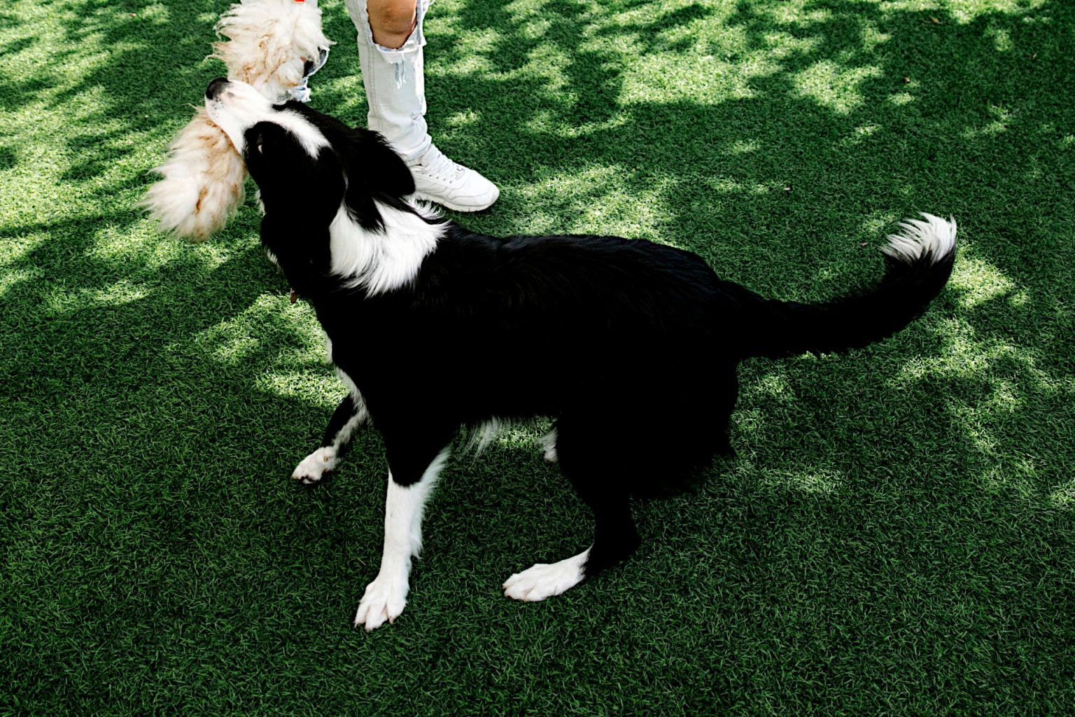 Artificial Turf for Dogs Pros and Cons - Is Artificial Turf the Best