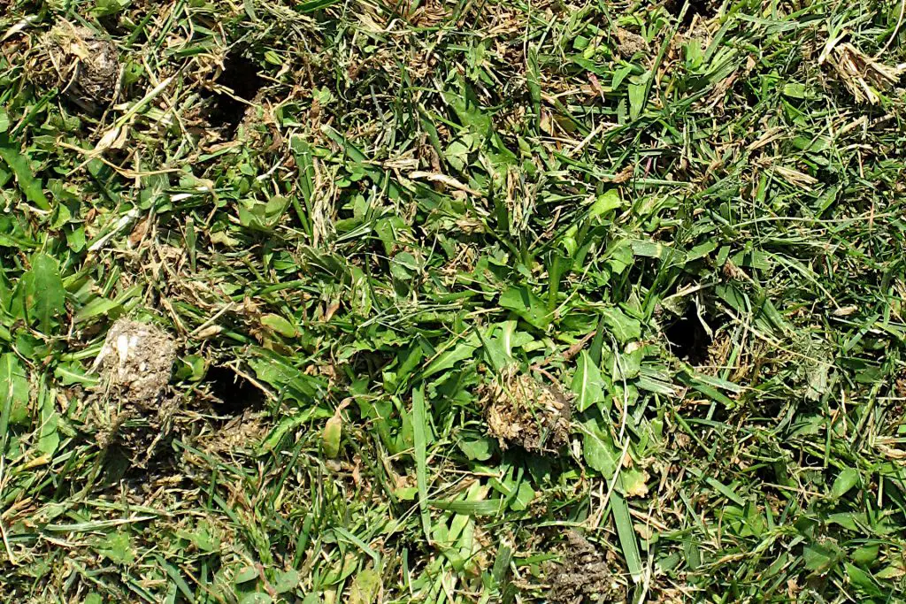 How Warm-Season and Cool-Season Grass Impact the Timing of Aeration