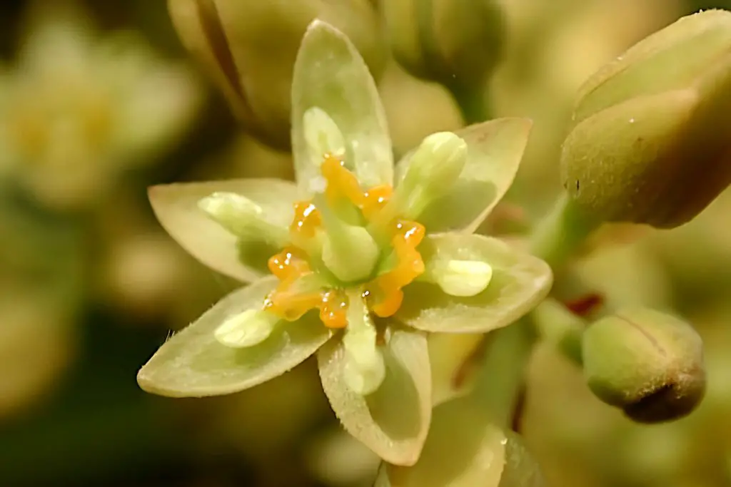 Simplest Method of Hand Pollination