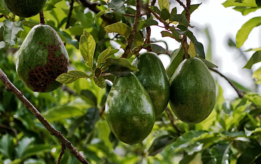 The Basic Nutrient Requirments of Avocado Trees