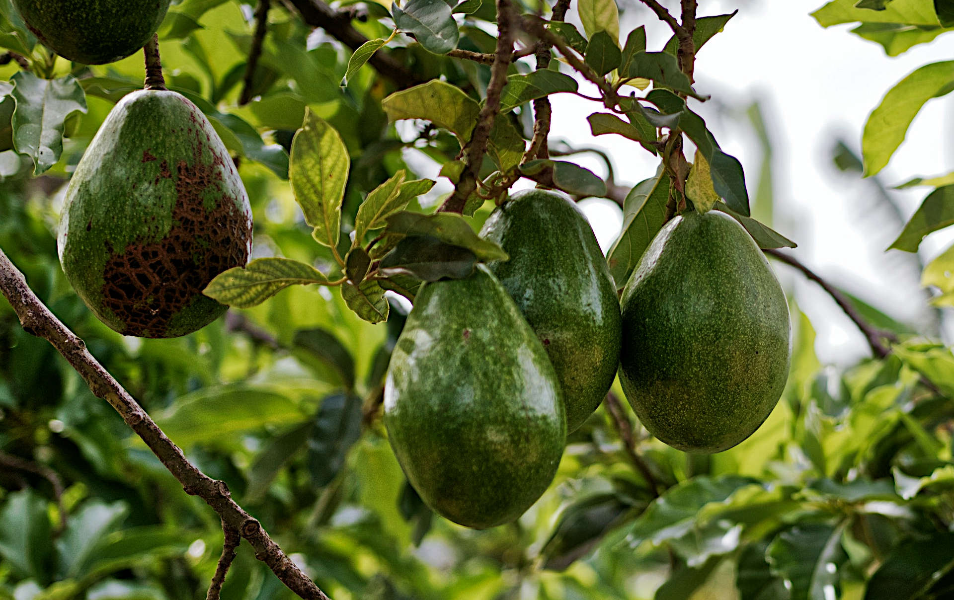 Fertilizer for Avocado Trees Avocado Tree Fertilization Guide
