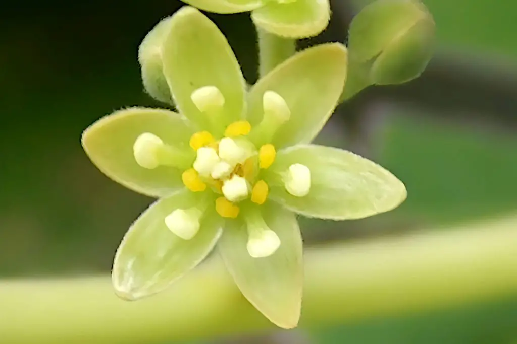 Hand Pollination