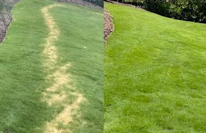 Lawn recovery after fertilizer burn