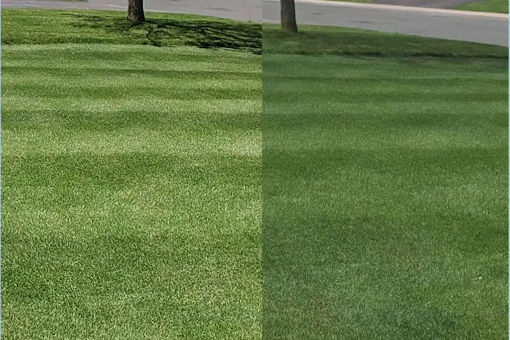 before and after greening treatment