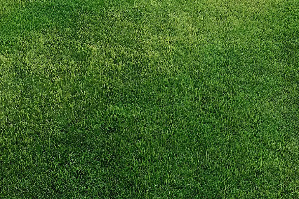 color of bermuda grass