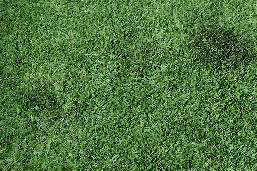 How to Prevent Mold Growth on Artificial Grass