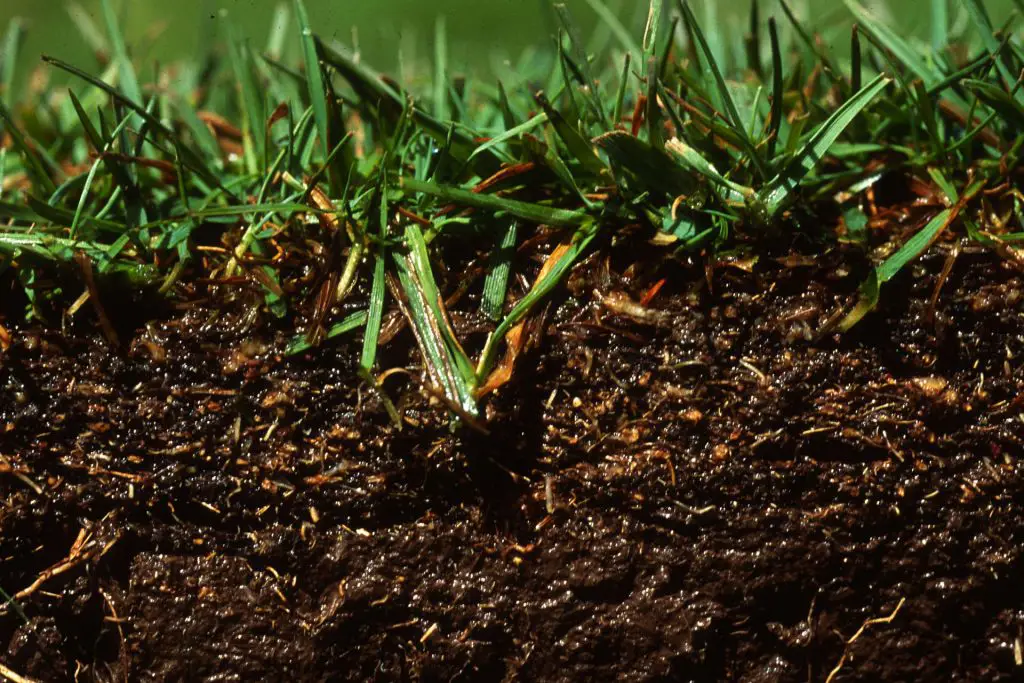 Soil Compaction - best time to aerate your lawn