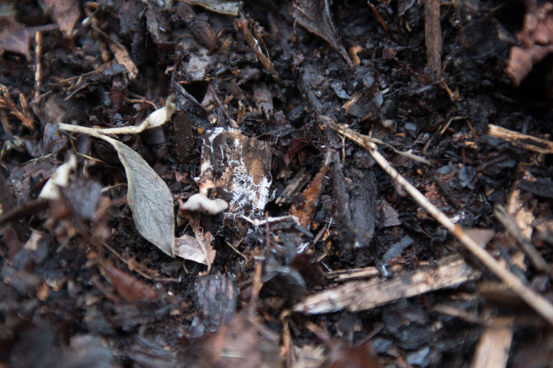 Is Soil Conditioner or Compost Better for Your Lawn? Gardening Latest