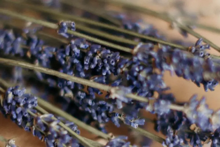 Lavender in Winter The Best Ways to Prepare for The Cold Months Ahead