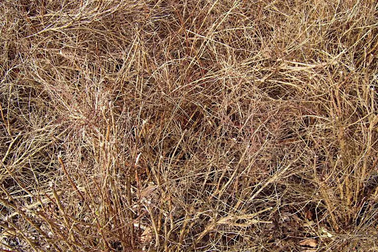 Should You Rake Dead Grass From Your Lawn?