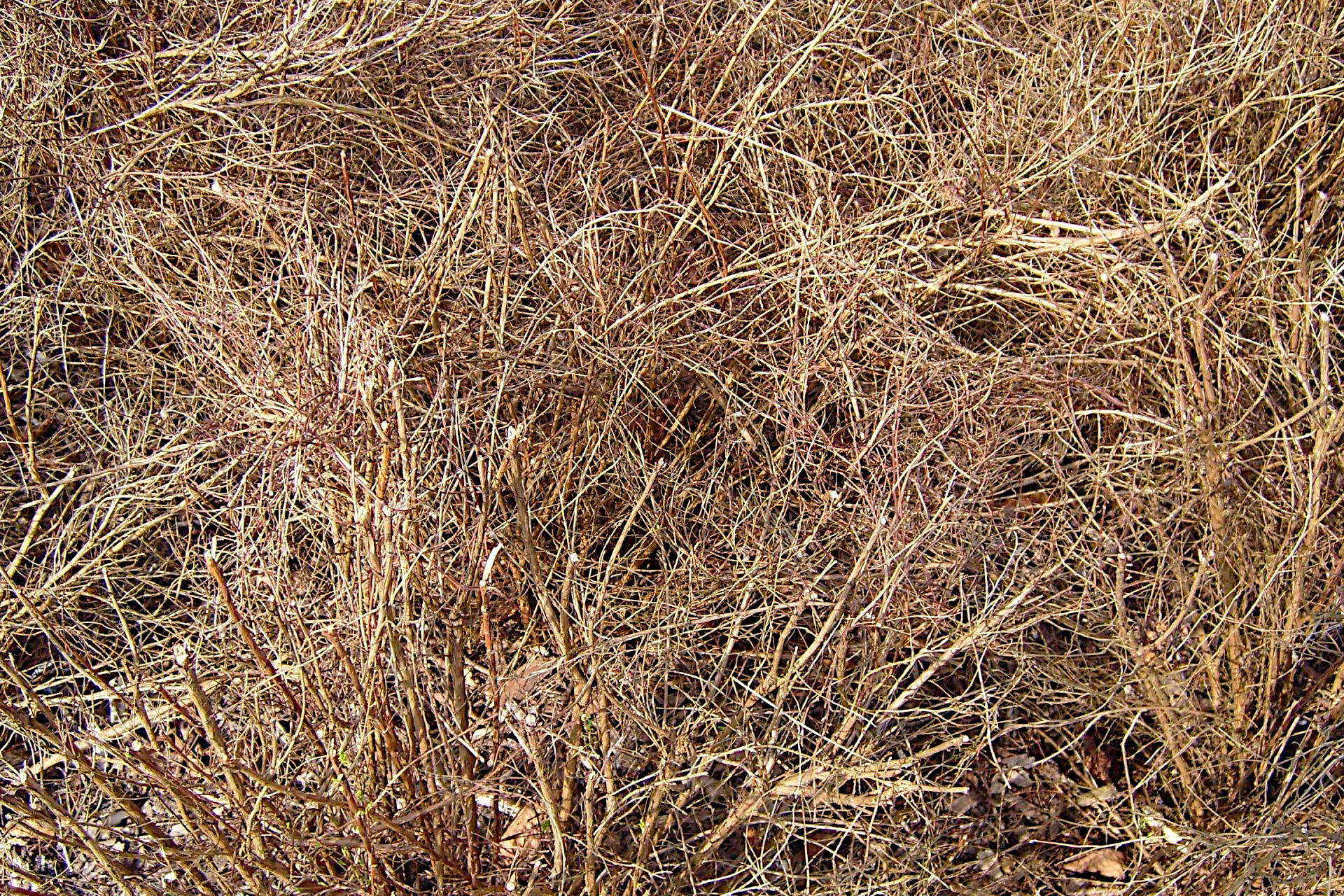 Should You Rake Dead Grass From Your Lawn? Gardening Latest