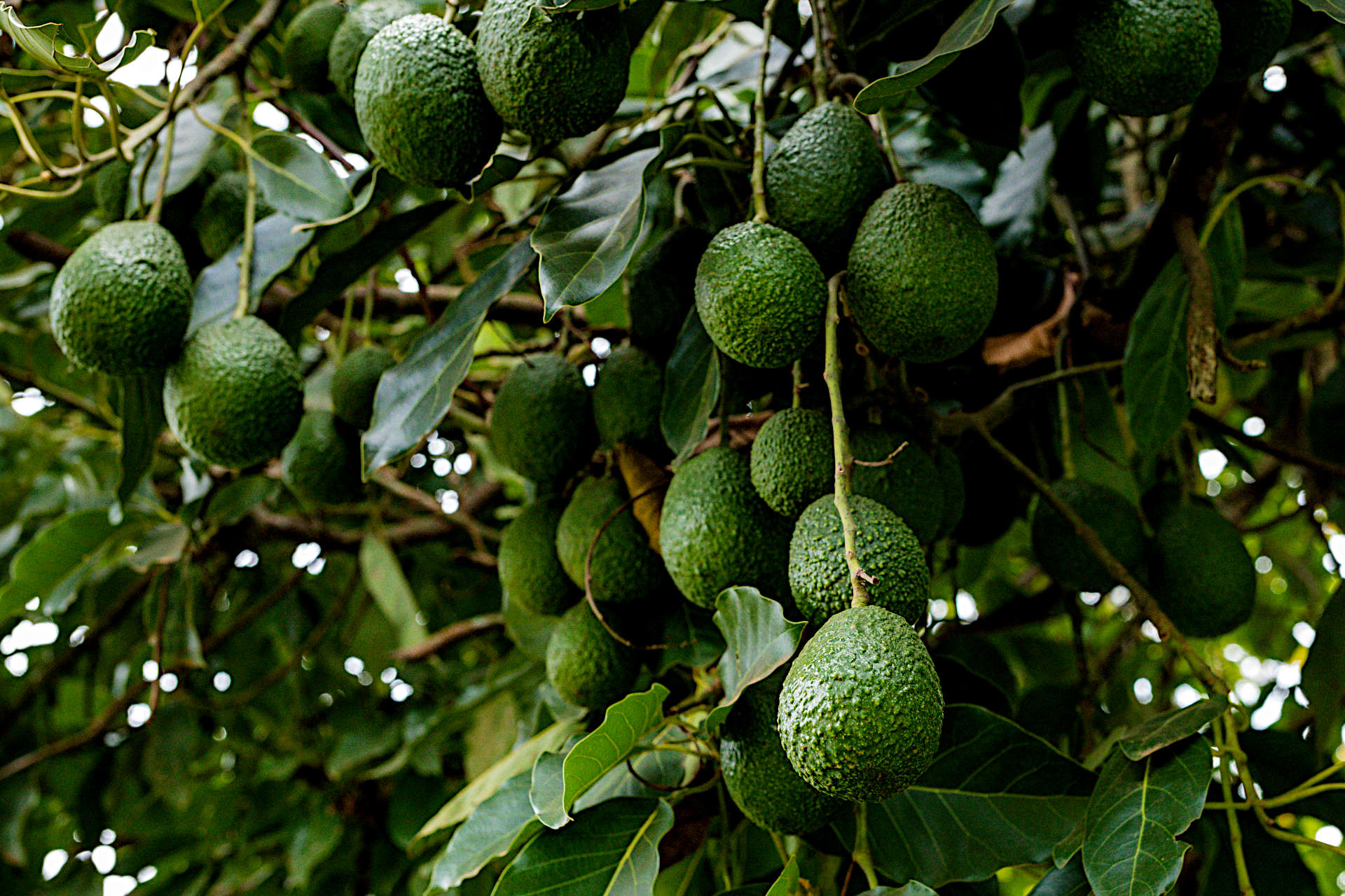 Fertilizer for Avocado Trees - Avocado Tree Fertilization Guide ...