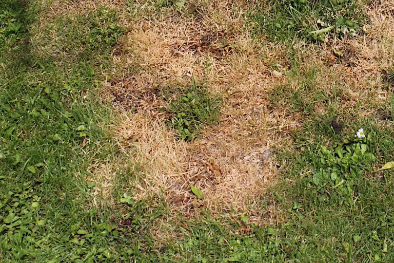 Why Does Fertilizer Burn Grass and Can It Be Recovered From?