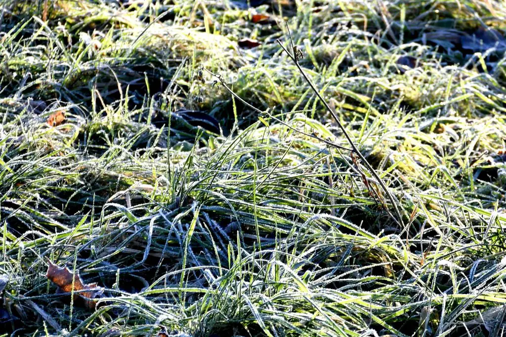 When to Apply Fertilizer to a Frozen Lawn