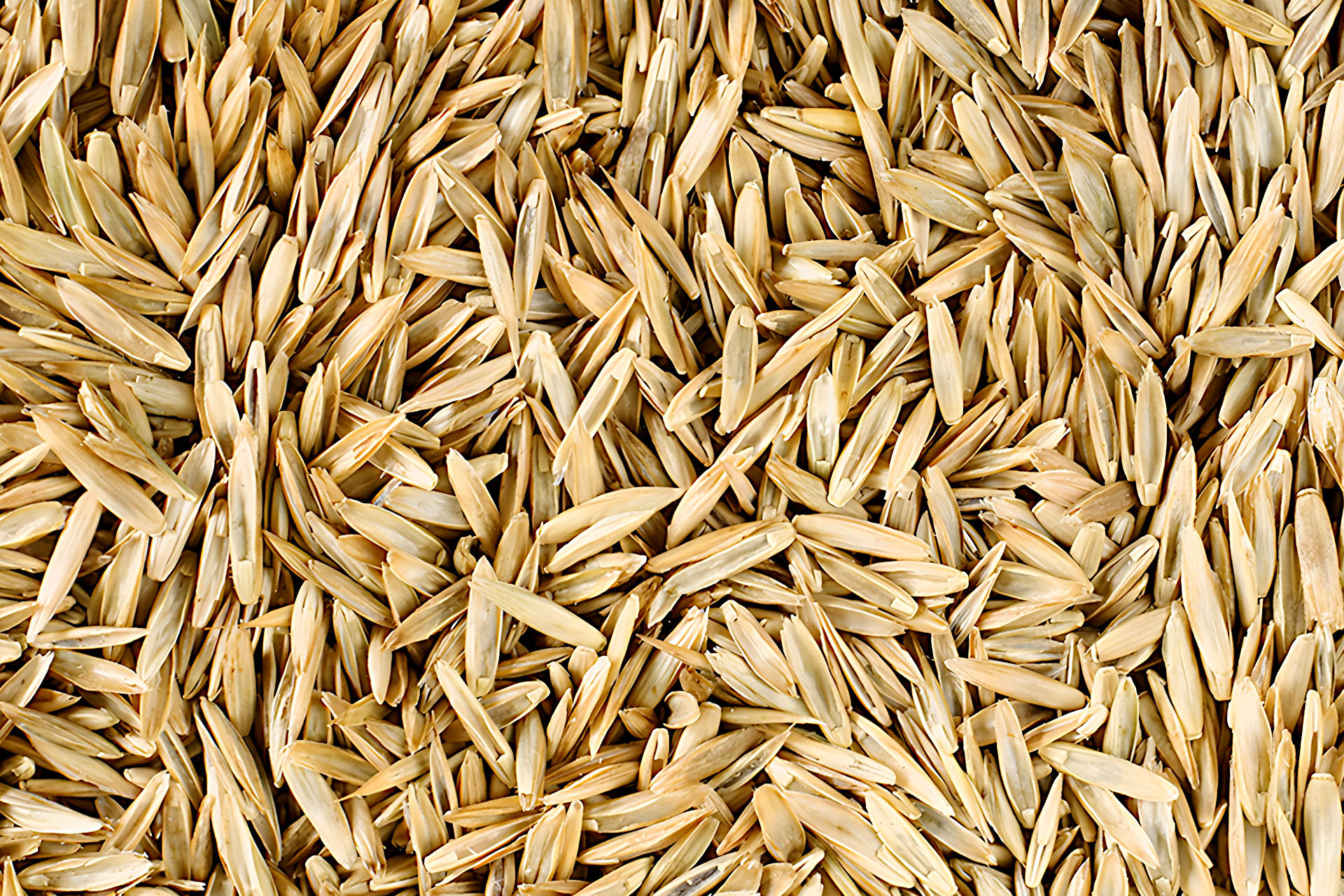 Does Grass Seed Go Bad How To Maintain the Viability of Your Grass