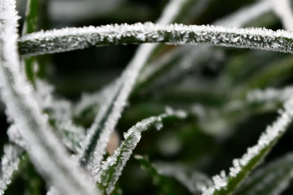 applying fertilizer in cold weather