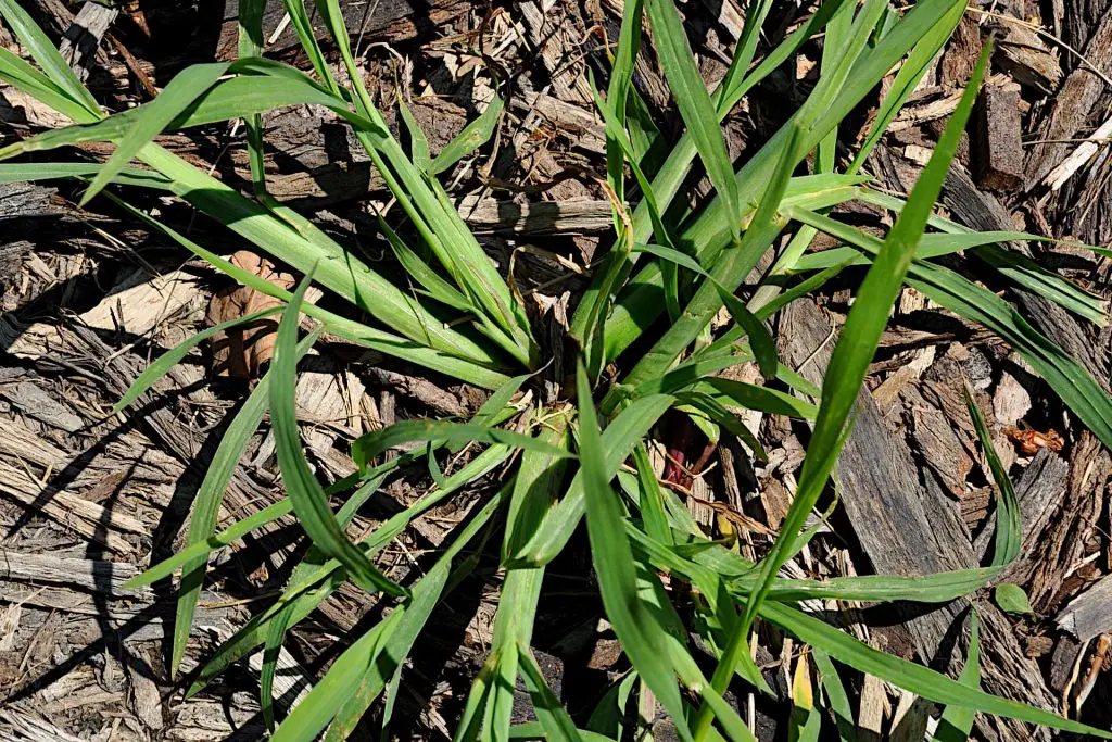 What is Crabgrass?