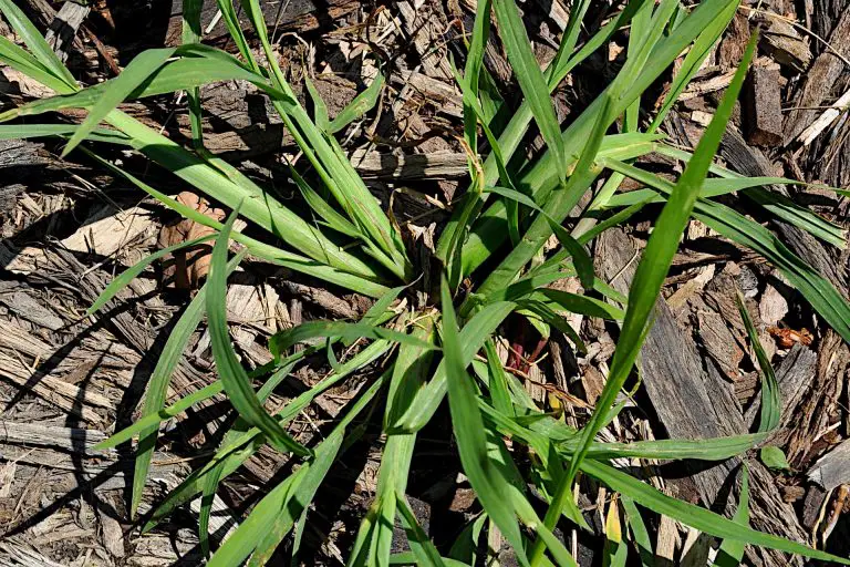 How to Get Rid of Crabgrass and Prevent It from Returning