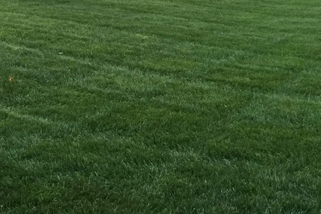 green color of kentucky bluegrass