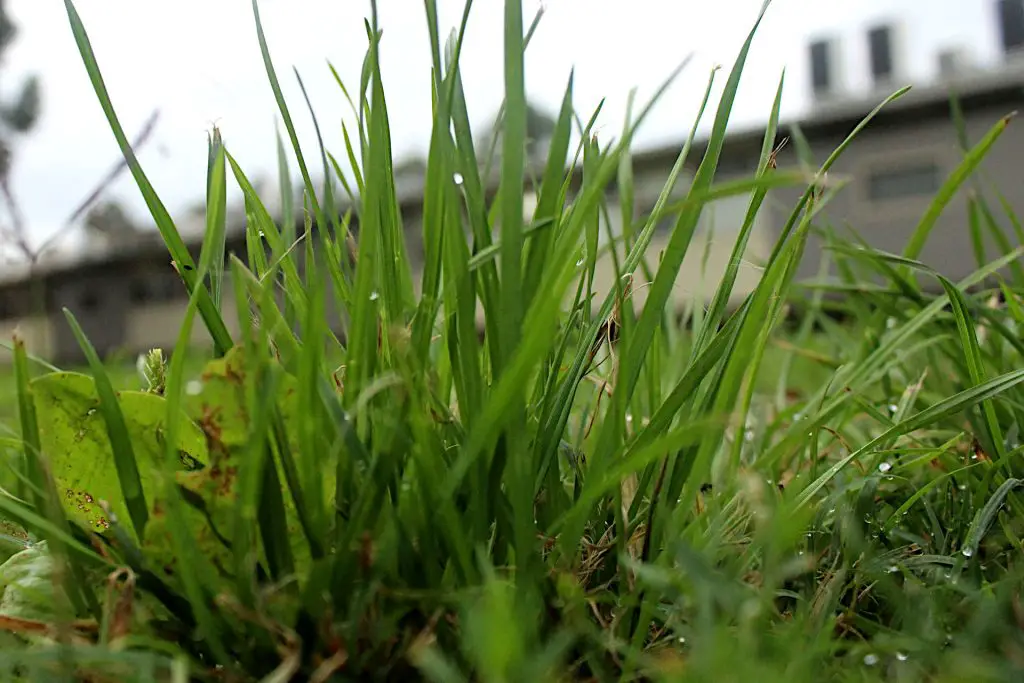 How do Soil Conditioners Affect Soil Moisture in a Lawn?