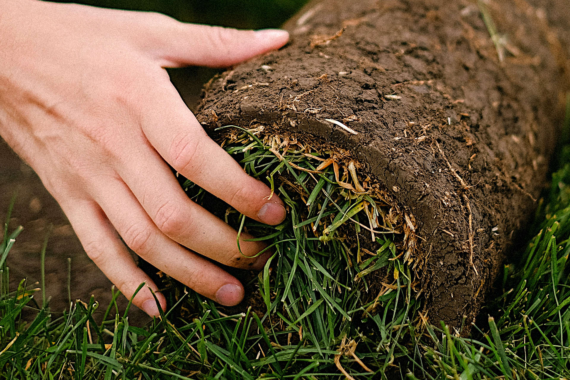 should-you-put-starter-fertilizer-on-new-sod-gardening-latest