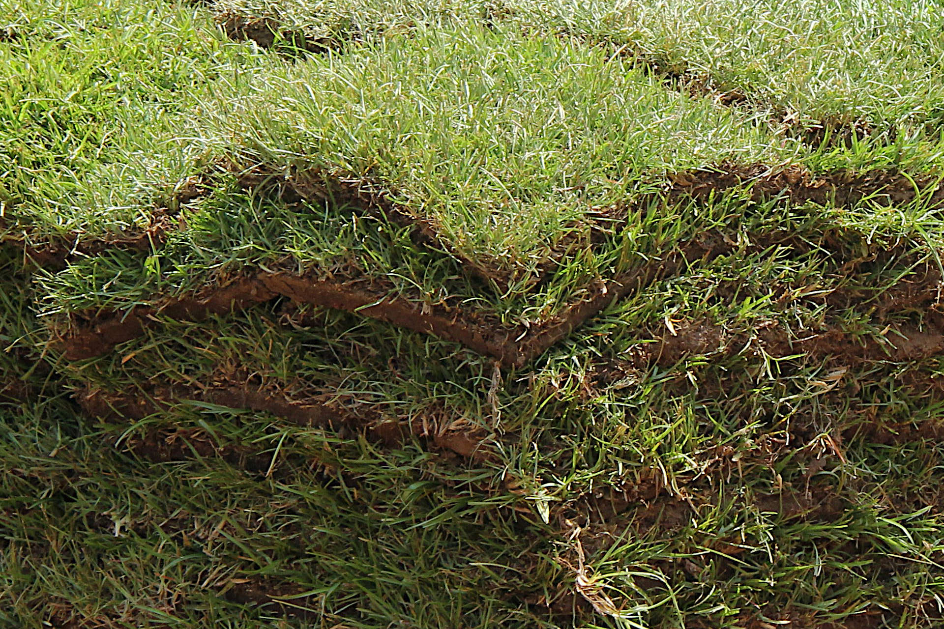 Should You Put Starter Fertilizer On New Sod Gardening Latest