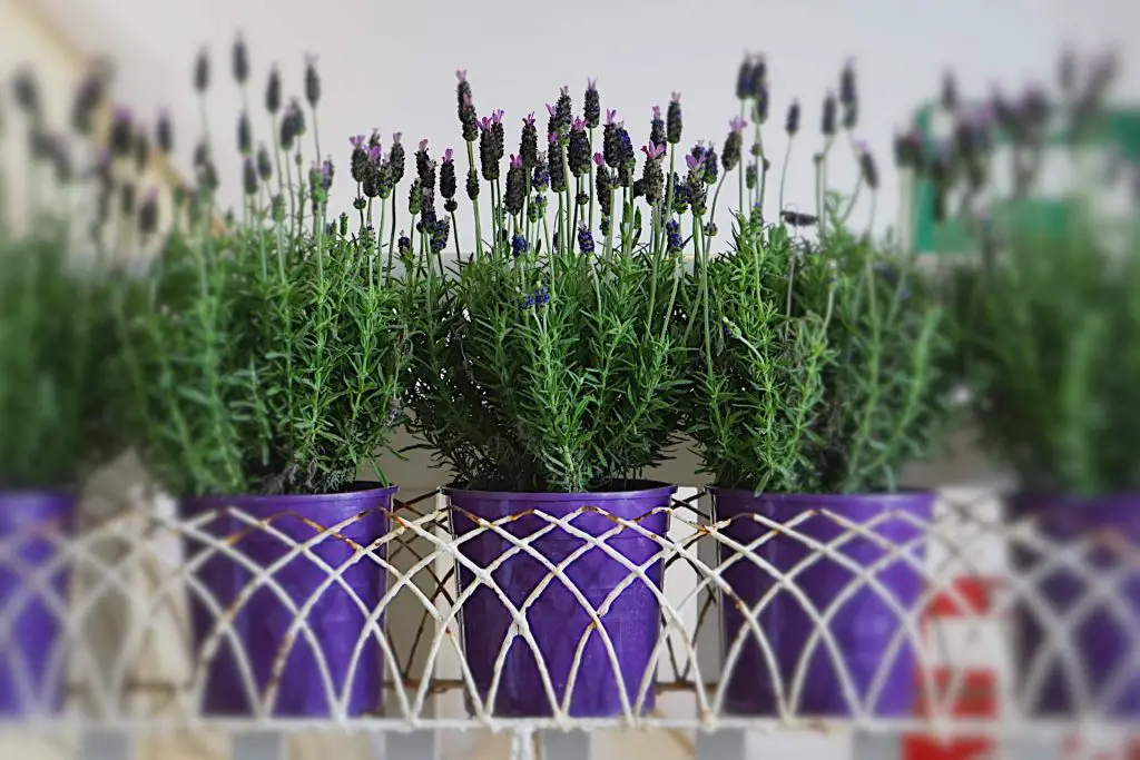 Potting Lavender for Winter - Lavender in Winter