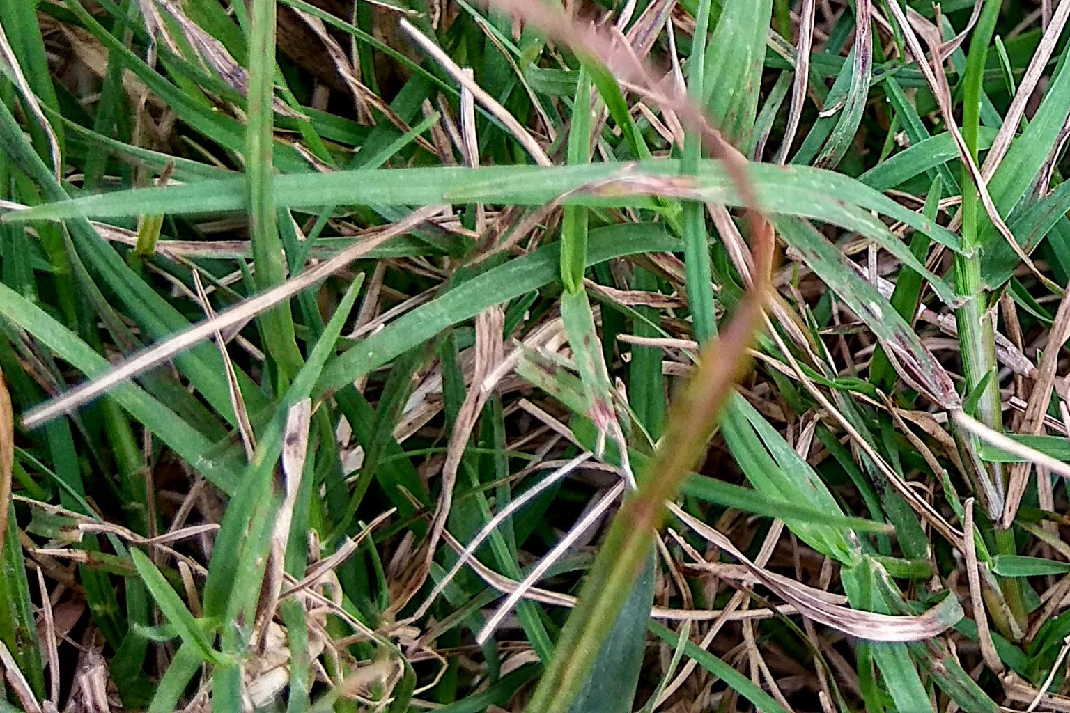 How to Get Rid of Crabgrass and Prevent It from Returning Gardening