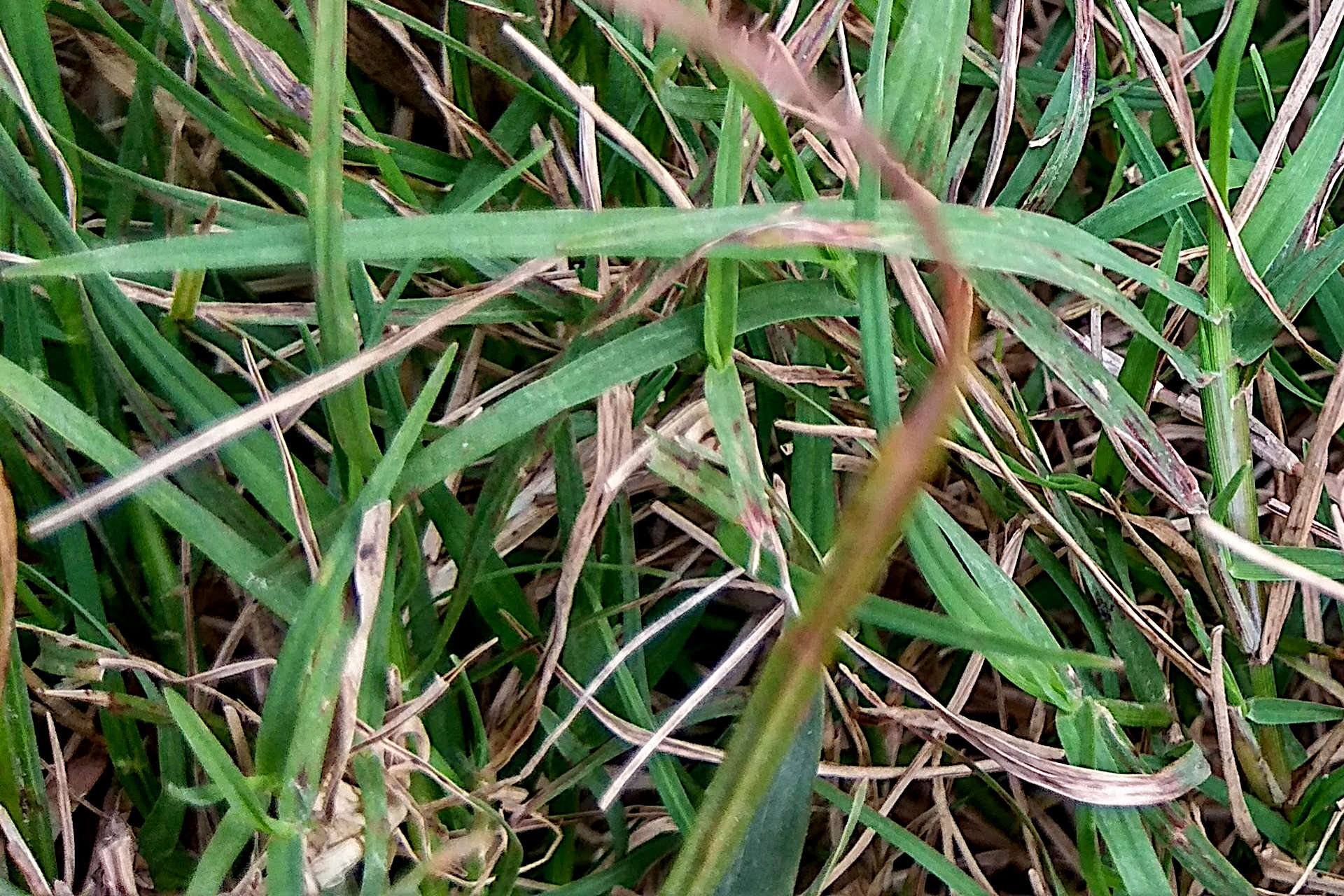 How to Get Rid of Crabgrass and Prevent It from Returning Gardening