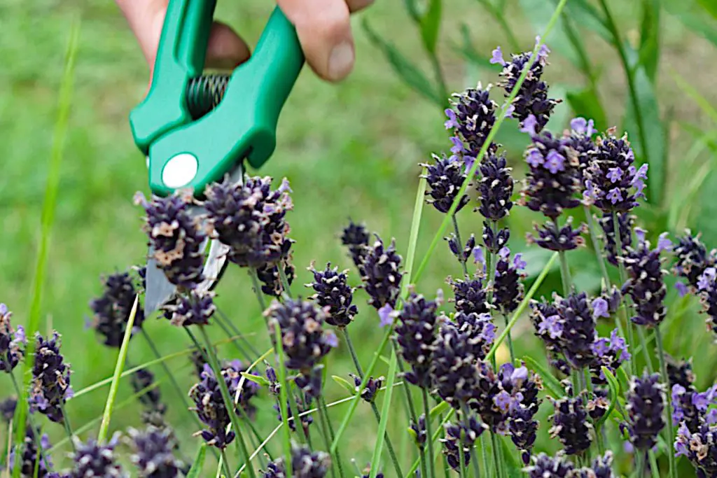 General Pruning Advice for Winter Preparation - Lavender in Winter