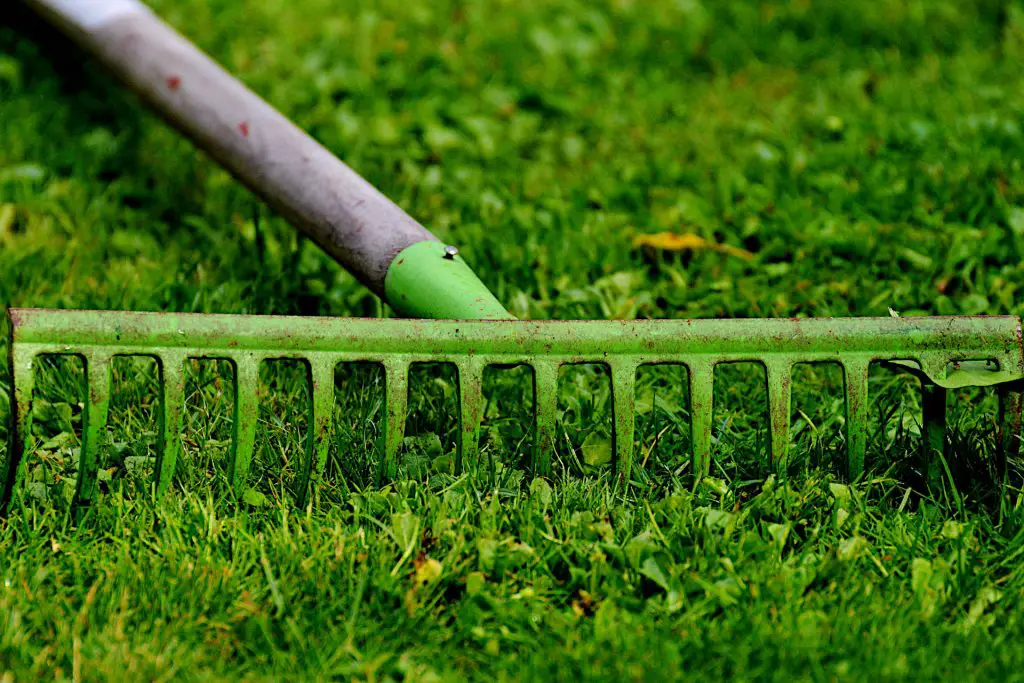 What Type of Rake Do You Use to Remove Dead Grass