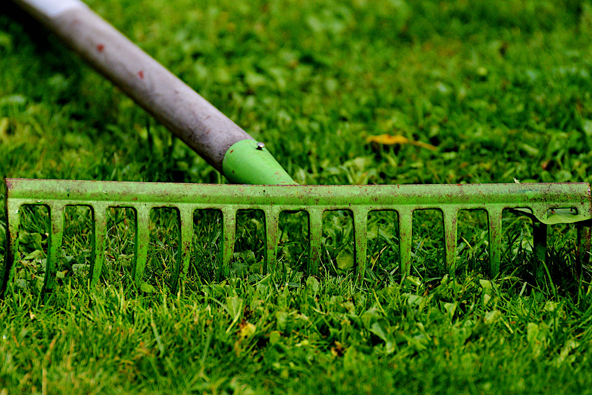 Should You Rake Dead Grass From Your Lawn? - Gardening Latest