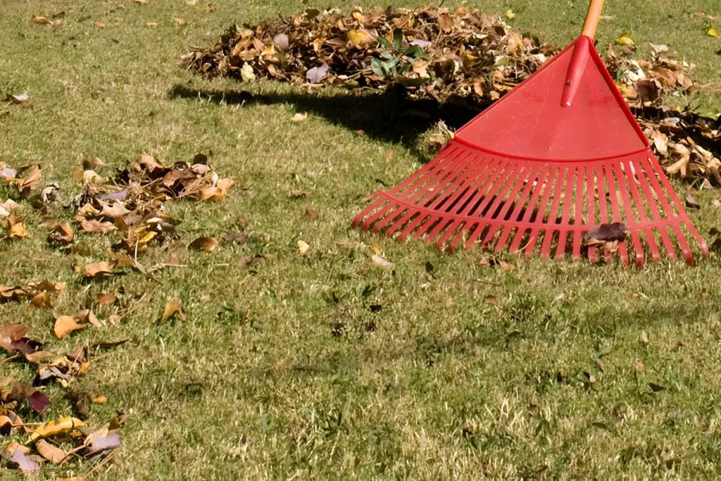 Why You Should Be Cautious When You Rake Dead Grass