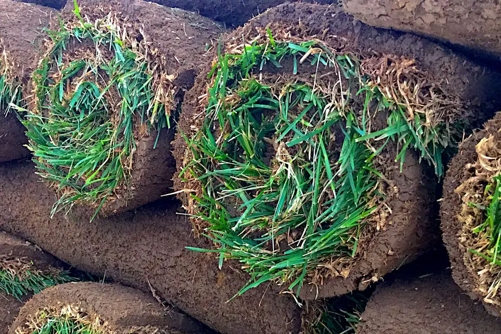 Choosing The Right Fertilizer for New Sod