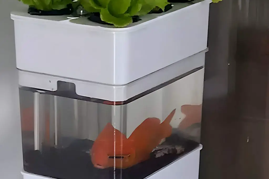 Aquaponics Systems  