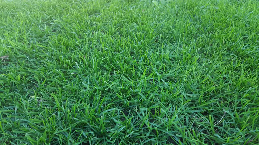 About St Augustine Grass
