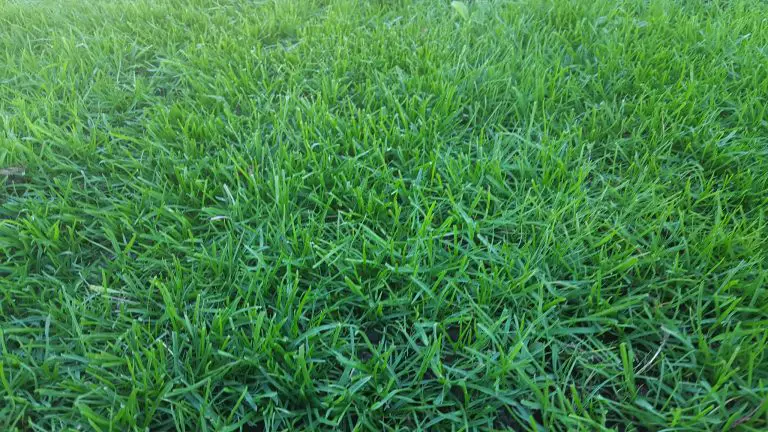 Is Your St Augustine Grass Turning Yellow What Are The Causes And Fixes Gardening Latest