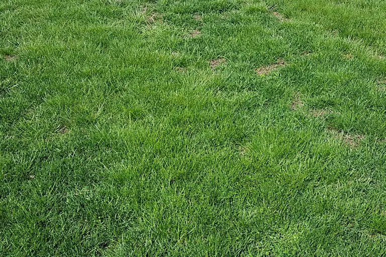 Is Your St Augustine Grass Turning Yellow? What are the Causes and