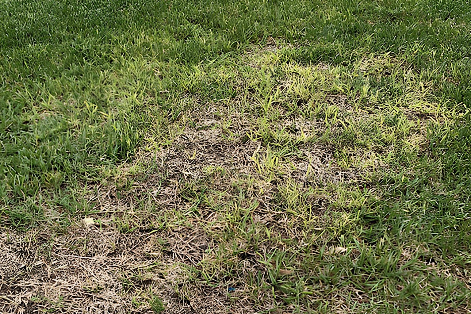 Is Your St Augustine Grass Turning Yellow? What are the Causes and Fixes? Gardening Latest