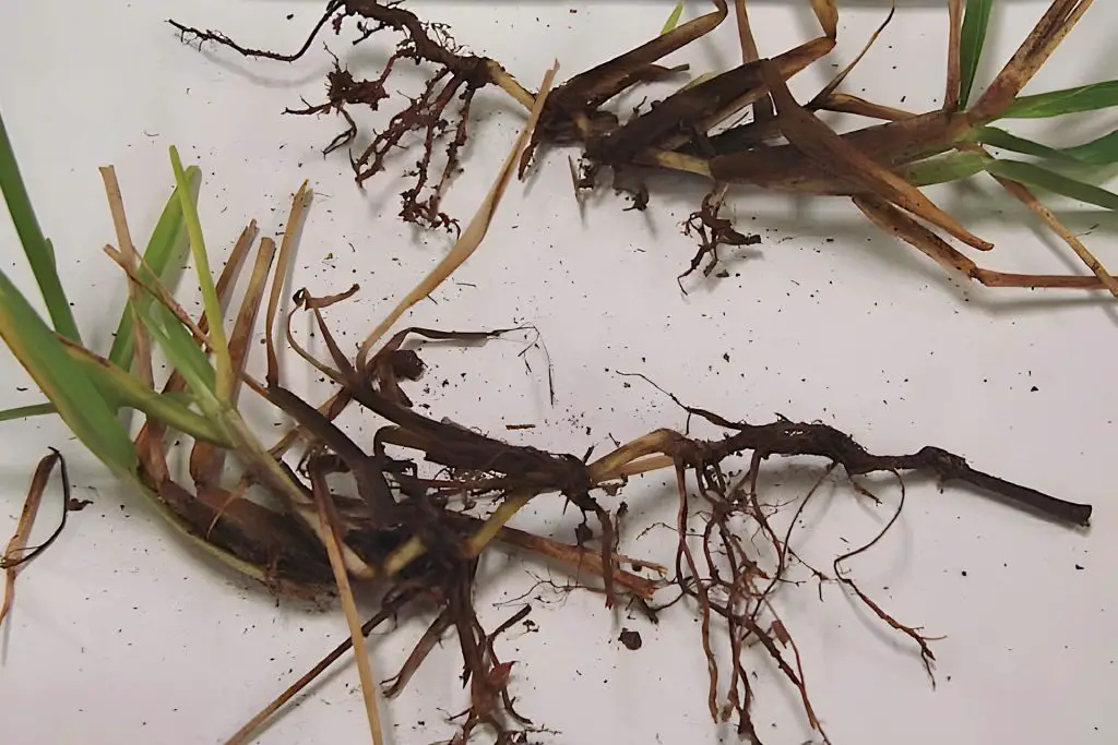 symptoms of take-all root rot