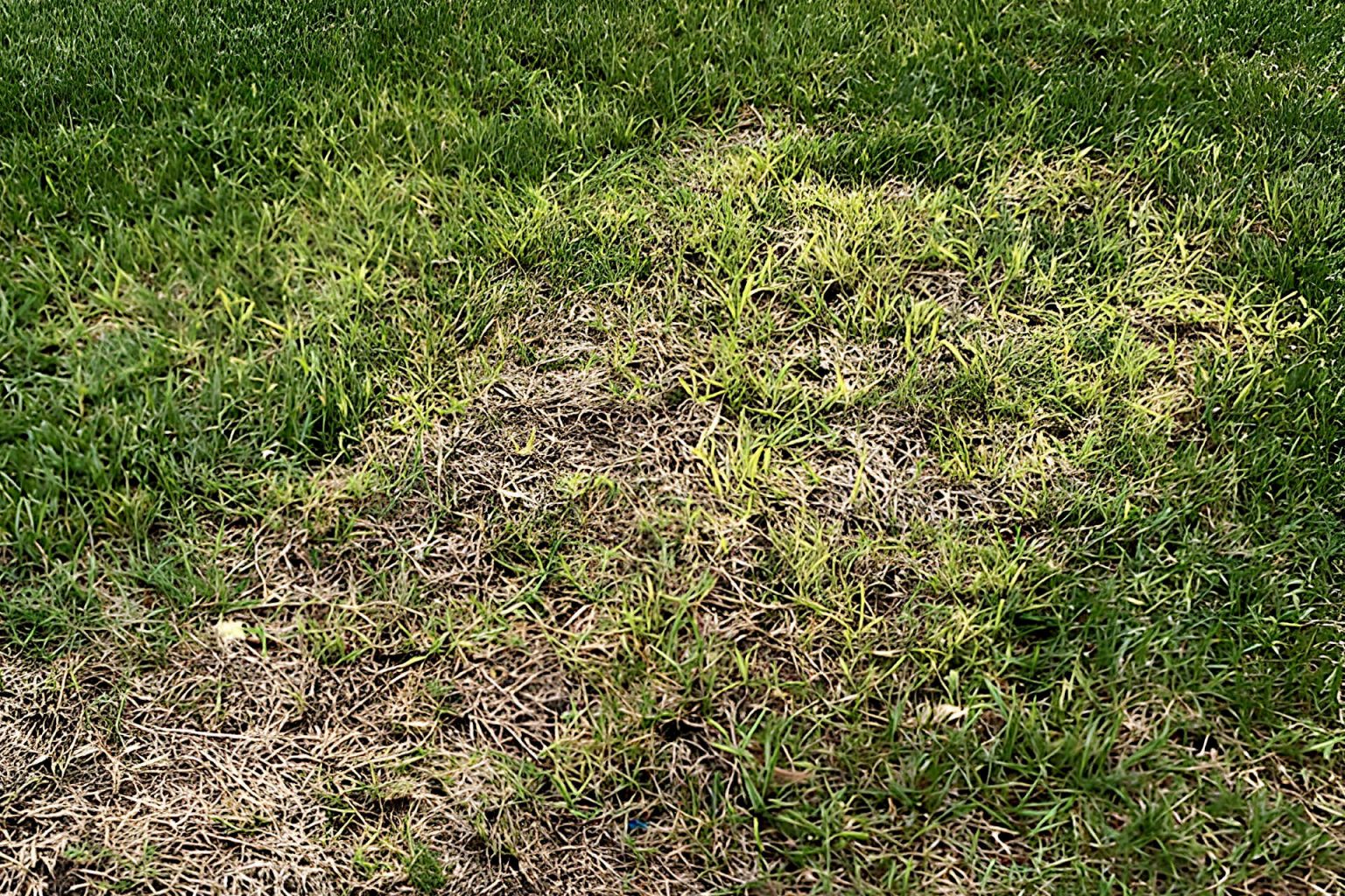 Take All Root Rot How To Spot It Treat It And Prevent It From take-all-root-rot-how-to-spot-it-treat-it-and-prevent-it-from