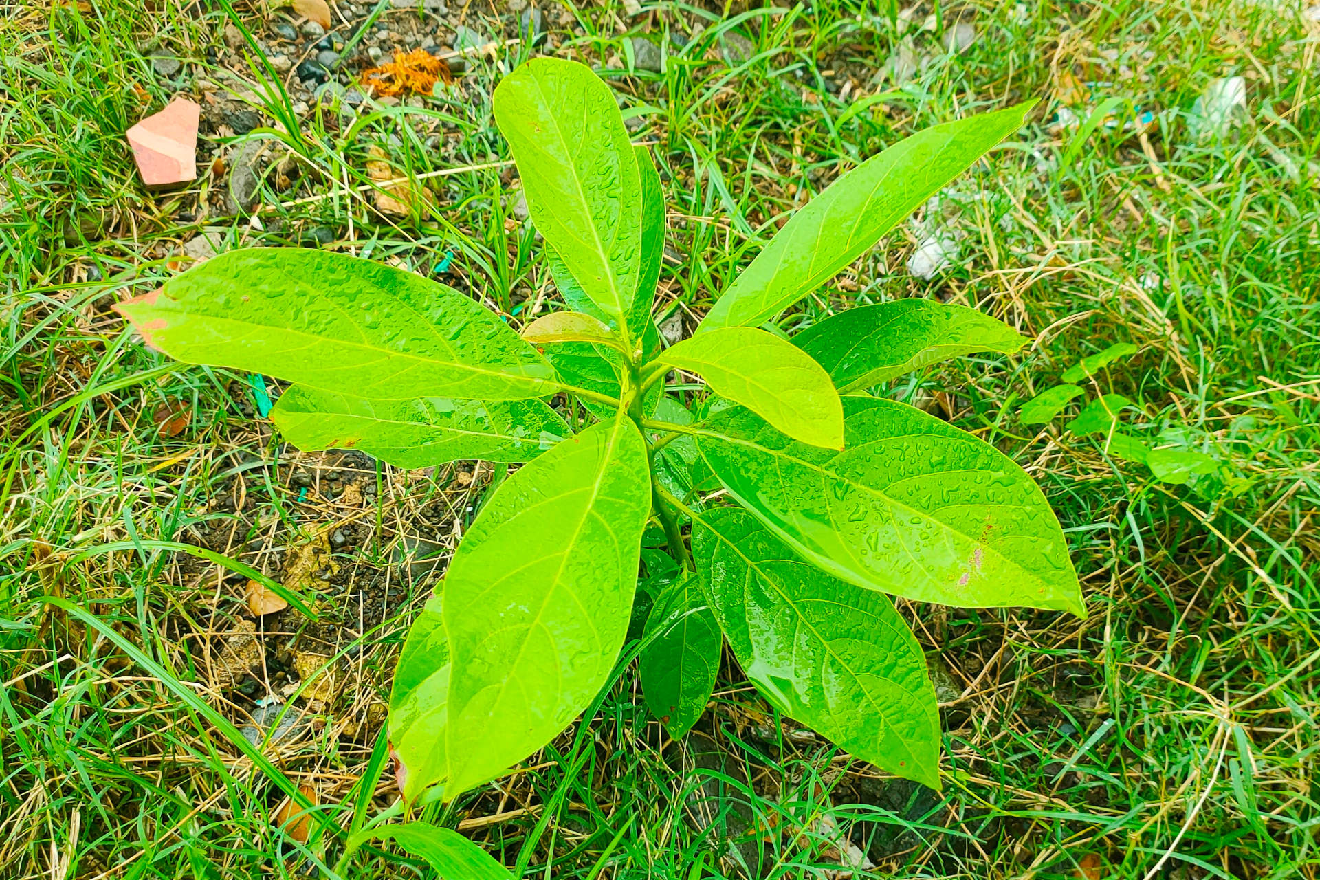 fertilizer-for-avocado-trees-avocado-tree-fertilization-guide