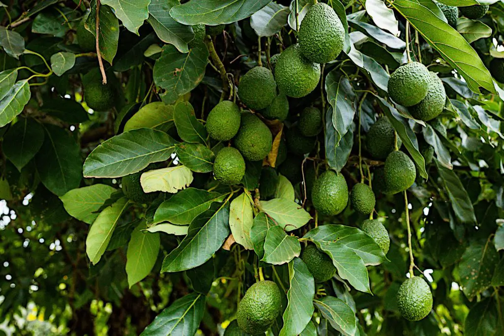 Avocado Trees Flowering Cycles