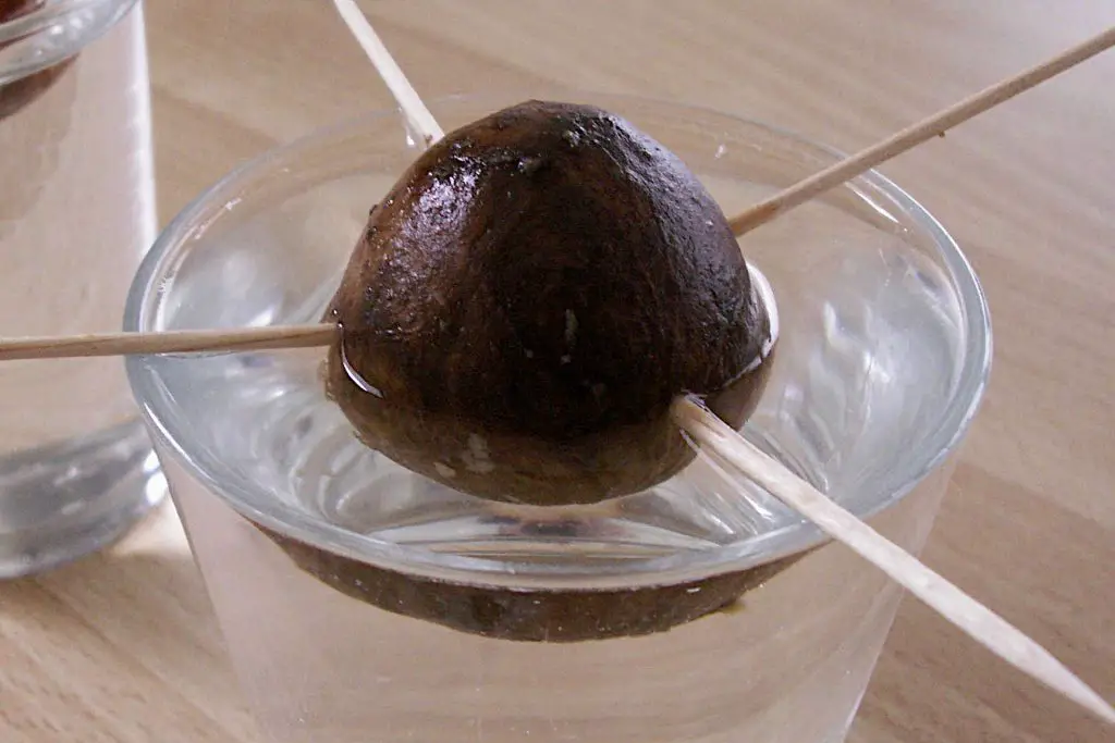 Procedure for Growing Avocado in Water